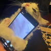 らん