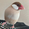 rikuya