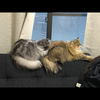 ブル
