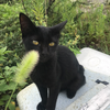 くろねこ