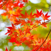 楓🍁🍁