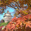 楓🍁🍁