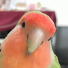 Lovebird🎙️🦜🐹