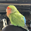 Lovebird🎙️🦜🐹