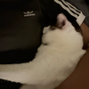 ^._.^