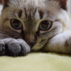 ジャム🐈‍⬛🐾🐾💜