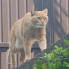 ひろ