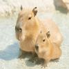 カピバラ