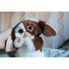 痔ぃーおーえむあい