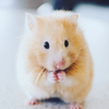 🐹はむはむ🐬🌸