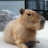 カピバラ