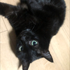 🐈‍⬛Яoko🐈‍⬛