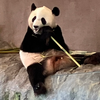 パンダ