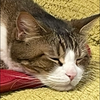 さおりんご