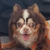🔰とみけい🐕🦌🍜