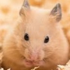 😀🐹ぶっきんぐ🐟
