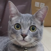 ポコ