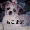 もこまま
