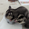 てる🐰ྀི🐧ིྀ