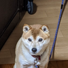 くりのすけ