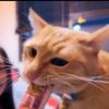 ワイルドむぎちゃ🐱🚬 