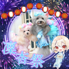 　ミケシェリ🌹🐩🐰🎧🩵