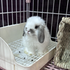 中田