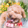 くれあ🐶🎀