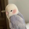 ネズッポ