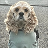 アムロ🐶たま👦