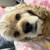 アムロ🐶たま👦