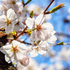 千本桜🦢🌸