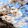 千本桜🦢🌸