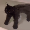 たた🐈‍⬛