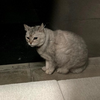 にゃーさん