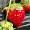 Strawberry farm