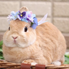 うさぎ🐰