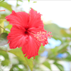 ﾊｲﾋﾞｽｶｽ🌺