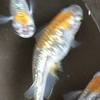 おじたんまん