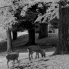 deardeer