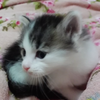 カノン