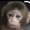🐒小猿🐒