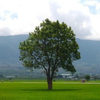 福田