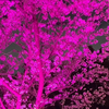 見守り隊