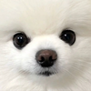 きりん