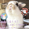 兎の『はっくん』と飼い主『なぉ』🐰🐥⸒⸒