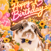兎の『はっくん』誕生月🎂💕🐰🐥⸒⸒