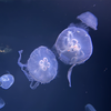 深海夢  
