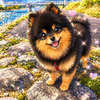 こむぎ🐕️🤎