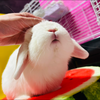 くるちゃん